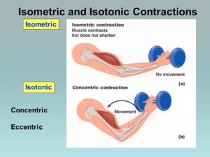 Isotonic and Isometric Exercises: A Complete Guide